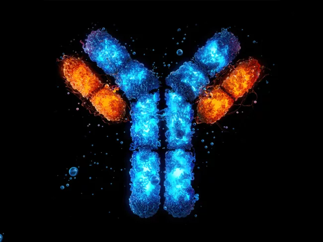3D illustration antibody