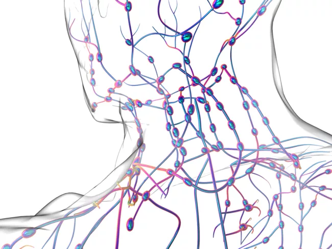 Lymph nodes and lymphatic vessels