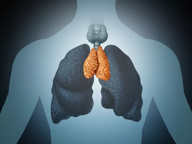 Illustration of thymus in relation to lungs and thyroid