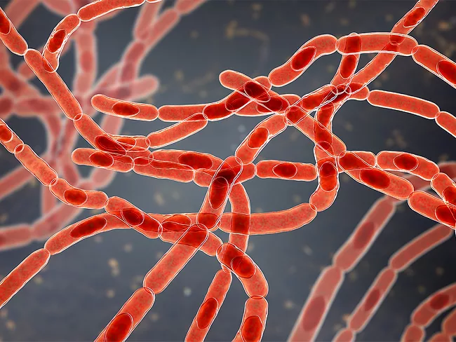 Illustration of the bacteria Bacillus anthracis