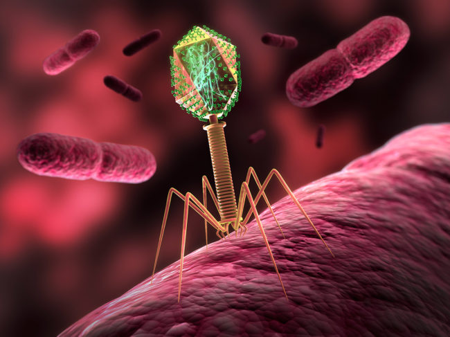 3D illustration of phage infecting bacteria