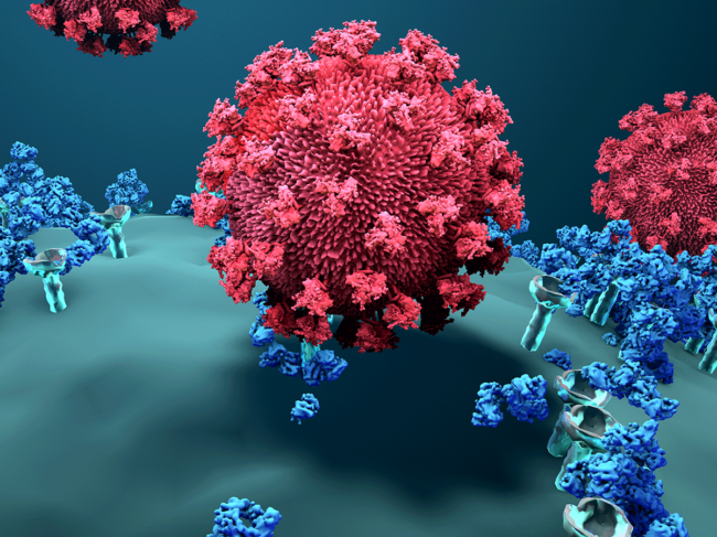 Antibodies block virus from cell