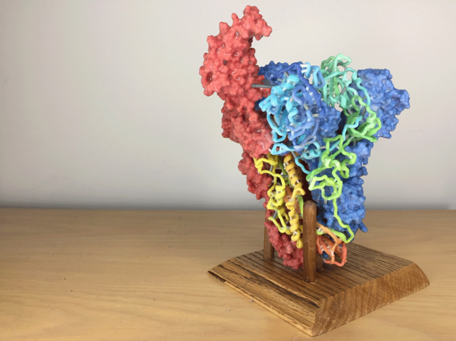 3D model of coronavirus spike 