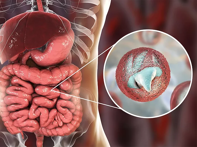 Illustration showing release of parasite sporozoites from oocyst inside small intestine