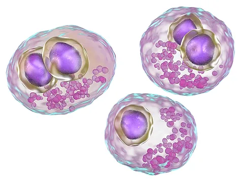 Cytomegalovirus in a human cell