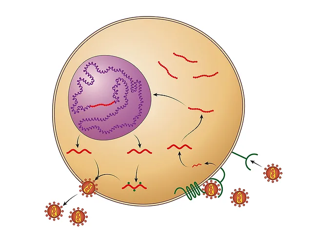 Illustration of the HIV replication process