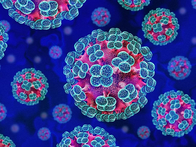 Hantavirus cells