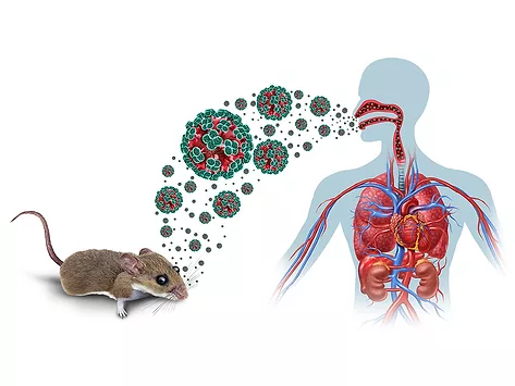 Hantavirus zoonotic spillover illustration