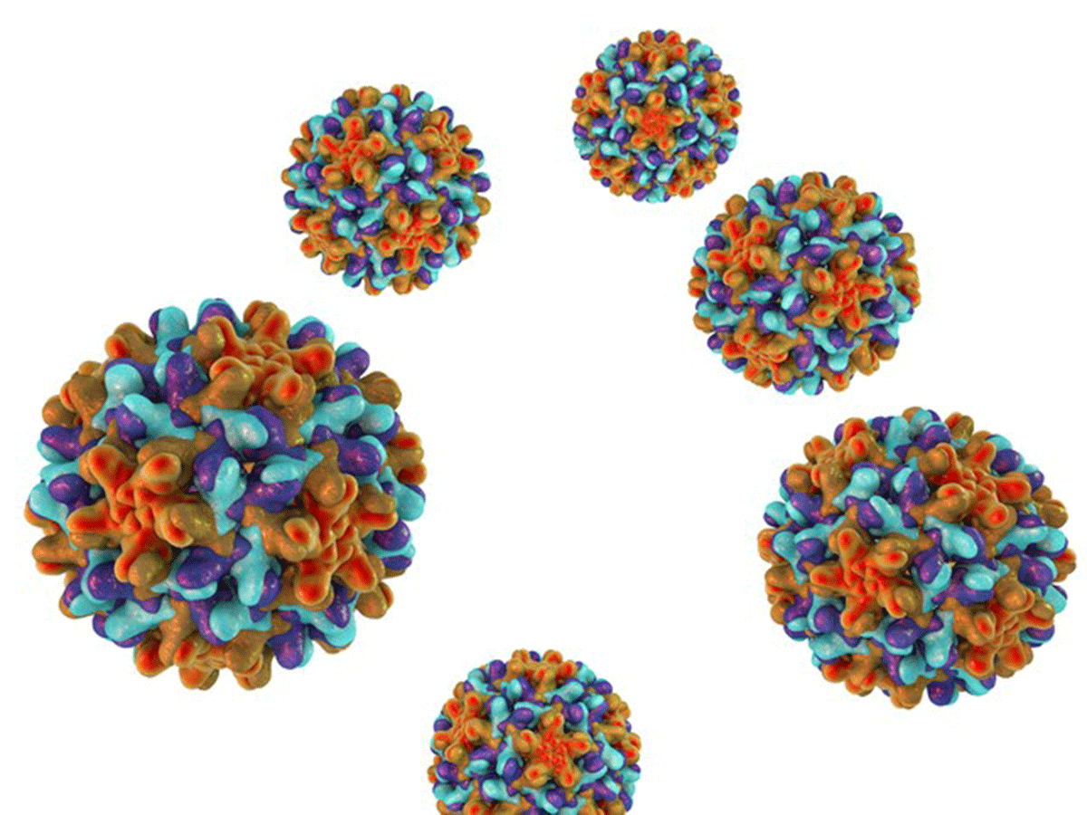 Hepatitis B virus 