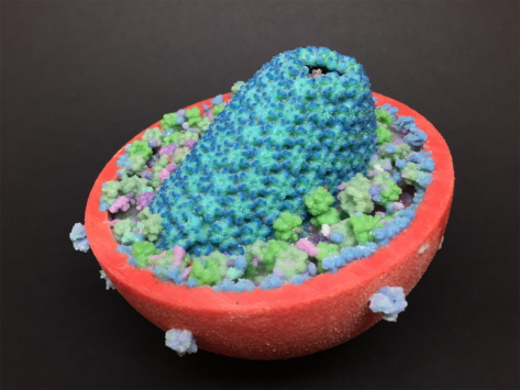 Infectious hiv 3d model nih