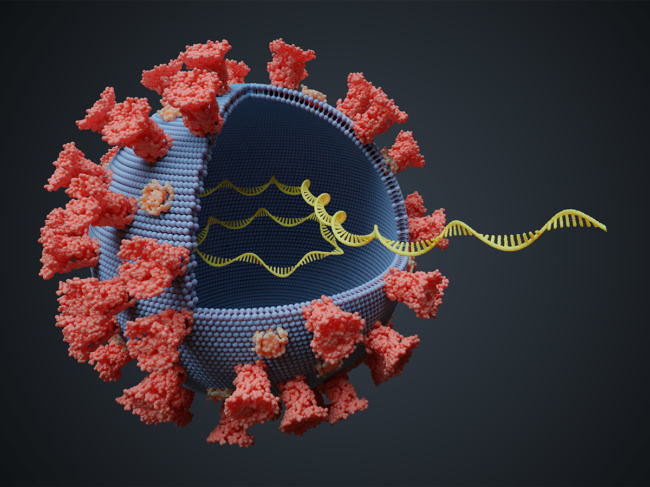 3D illustration of virus with RNA inside