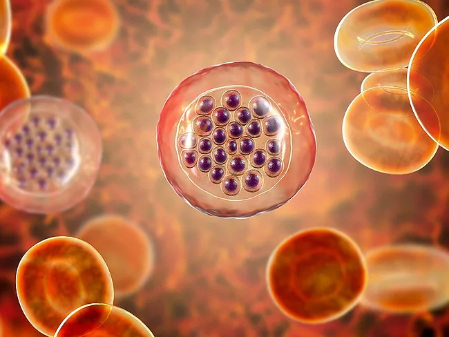 Malaria-infected red blood cells