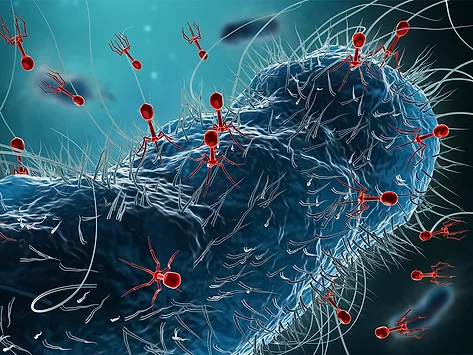 Bacteria infected by group of phages