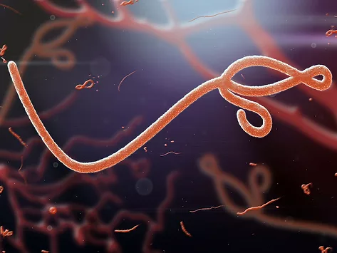 Microscopic view of the ebola virus