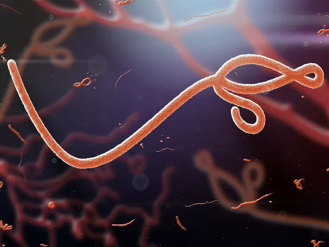 Microscopic view of the ebola virus