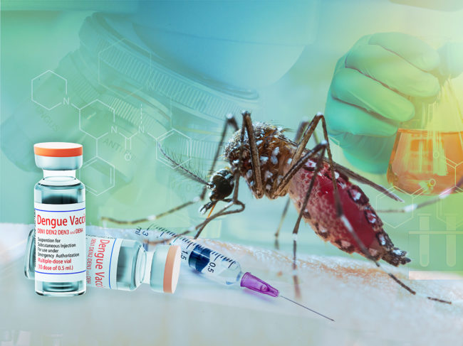 Mosquito and dengue vaccine