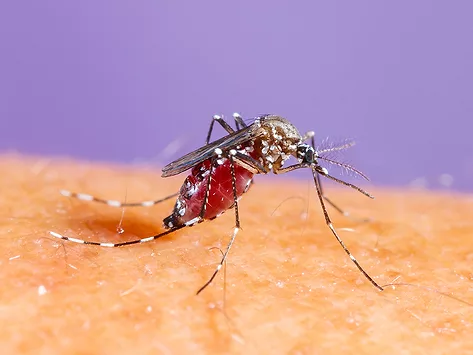 Mosquito on skin