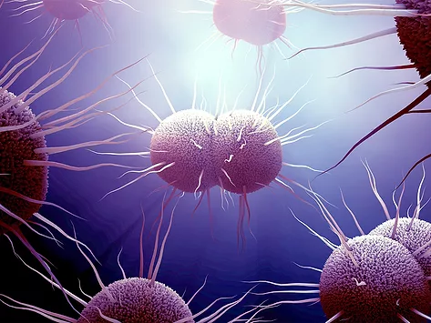 Neisseria gonorrhoeae gonorrhea