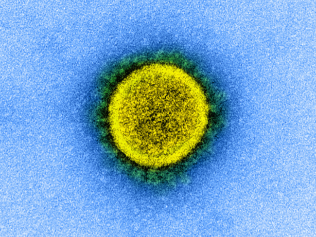 Novel coronavirus SARS-CoV-2