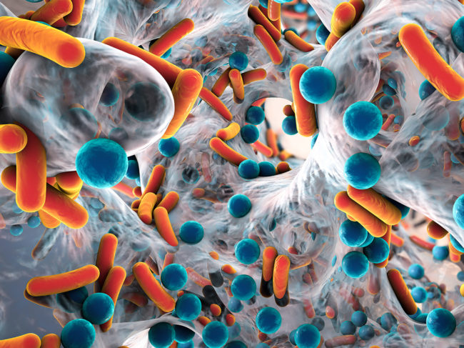Illustration of rod-shaped and spherical bacteria forming a biofilm