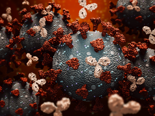 Antibodies fighting coronavirus