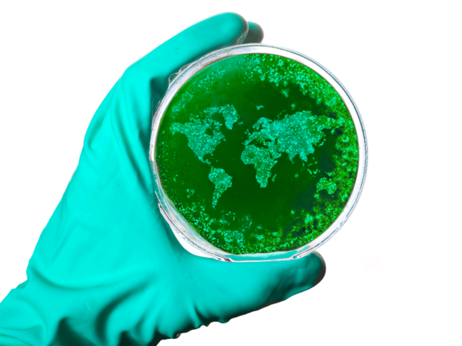 Gloved hand holding petri dish containing world map