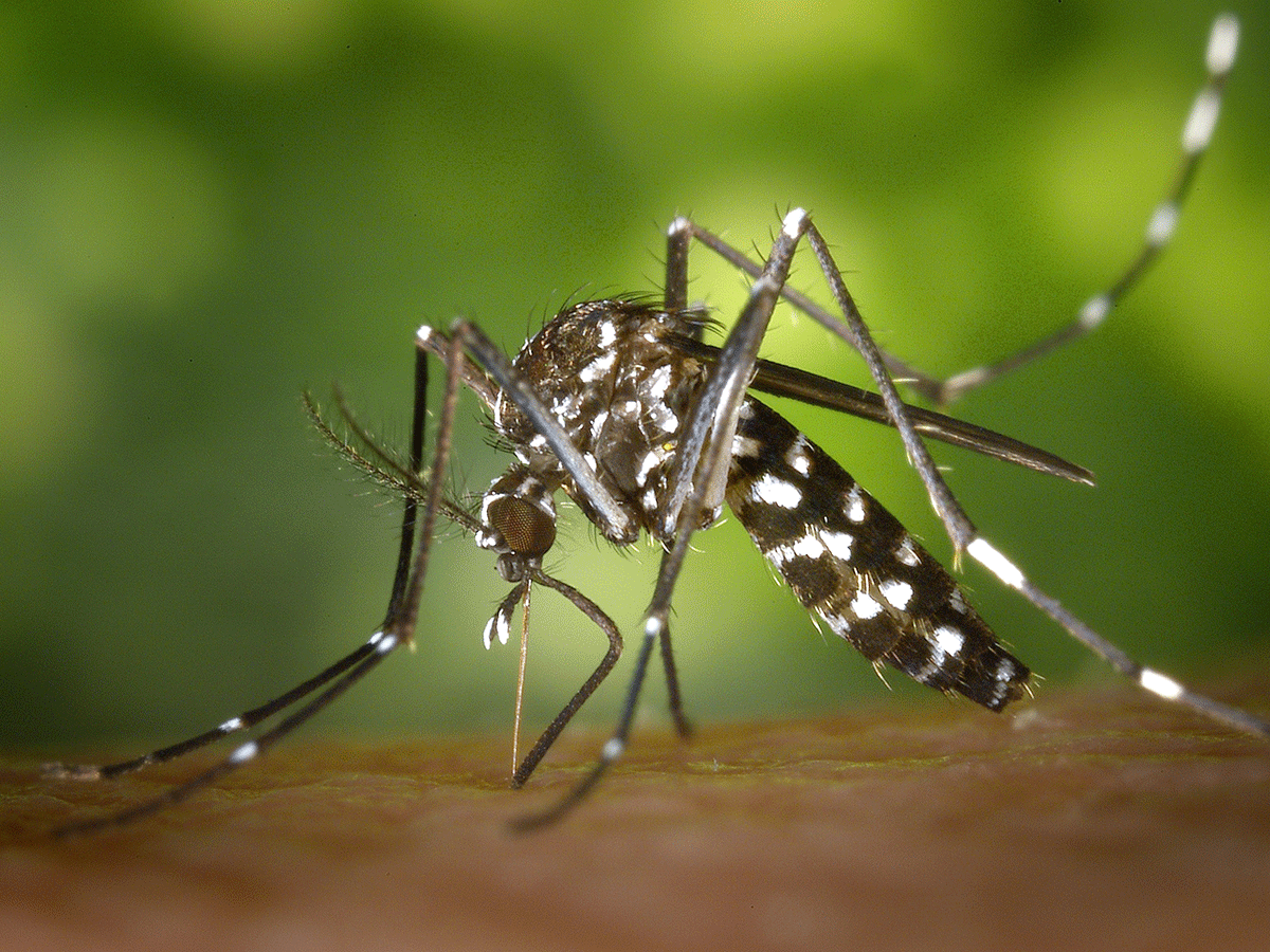 Tiger mosquito