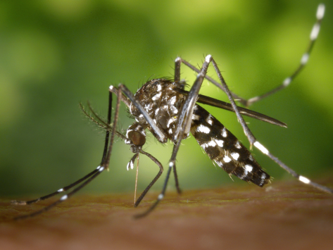 Infection zika dengue west nile mosquito