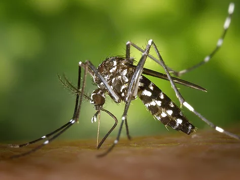Tiger mosquito