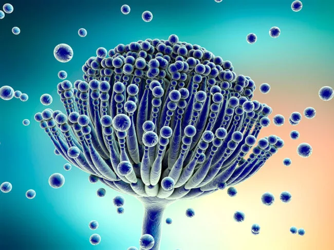 Aspergillus fumigatus
