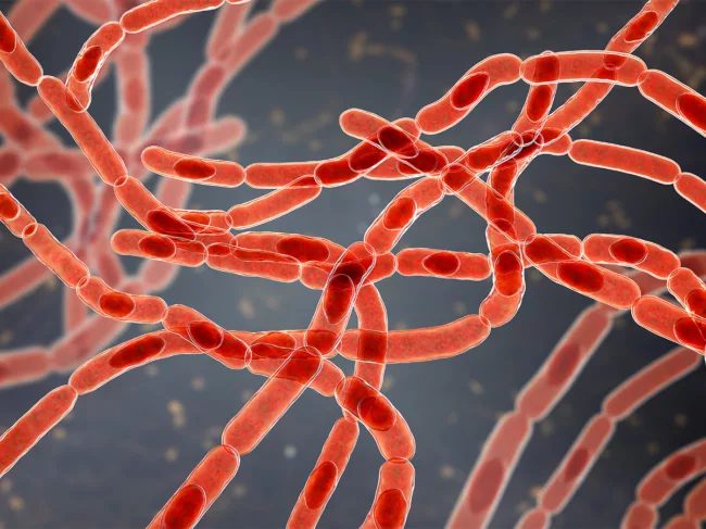 Illustration of the bacteria Bacillus anthracis