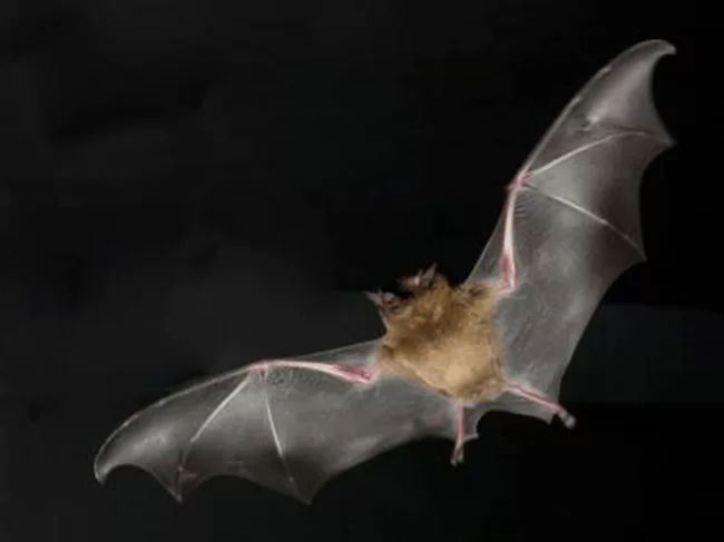 Coronavirus-bats