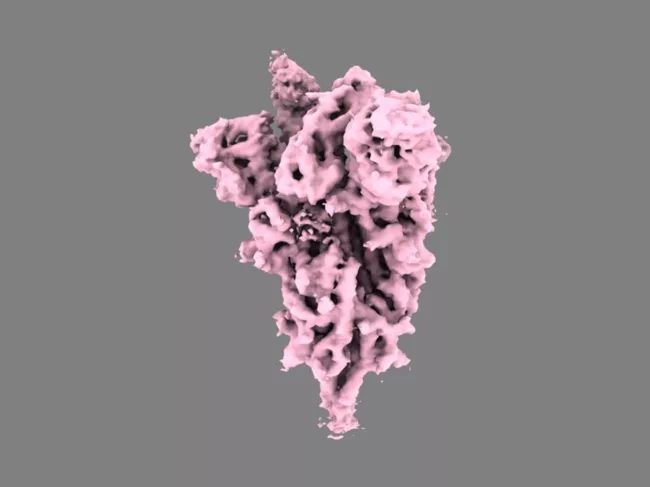 Coronavirus spike protein
