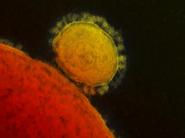 Coronavirus.png