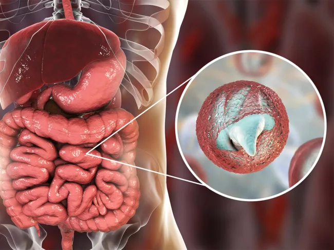 Illustration showing release of parasite sporozoites from oocyst inside small intestine