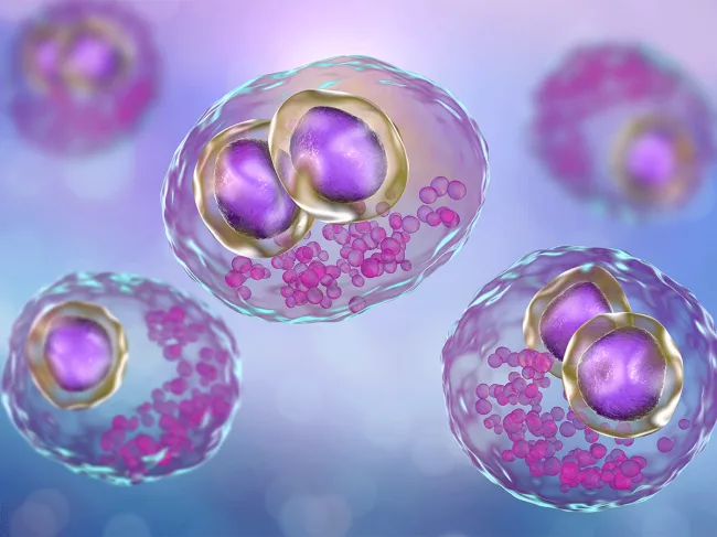 Cytomegalovirus in a human cell