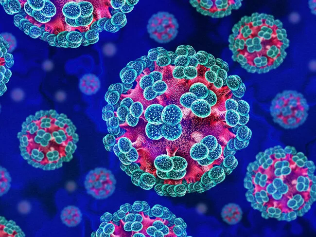 Hantavirus cells