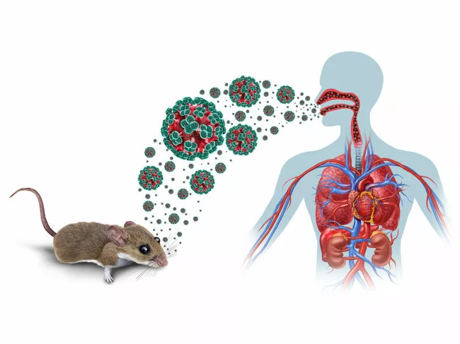 Hantavirus zoonotic spillover illustration