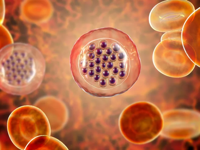 Malaria-infected red blood cells