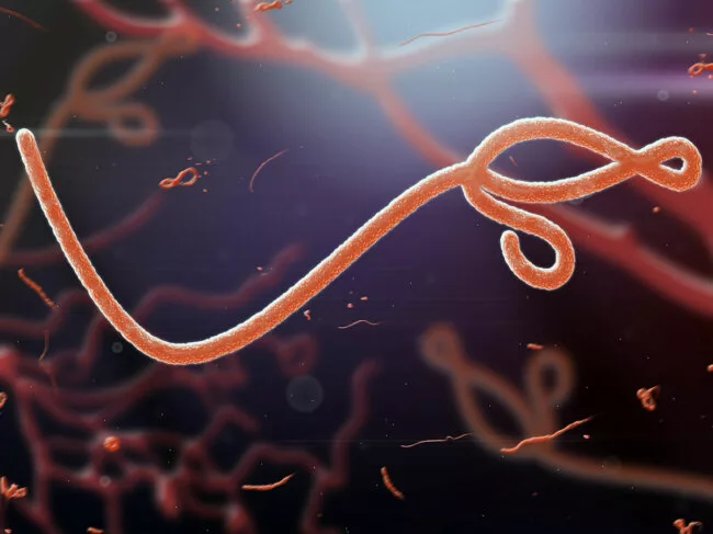 Microscopic view of the ebola virus