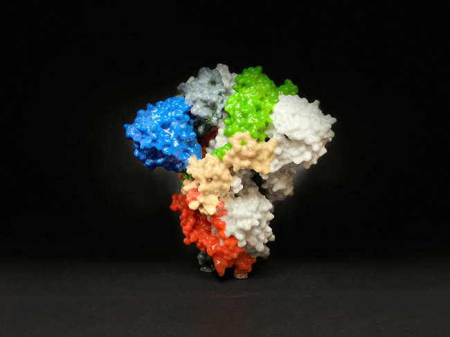 Novel-Coronavirus-SARS-CoV-2-Spike-Protein