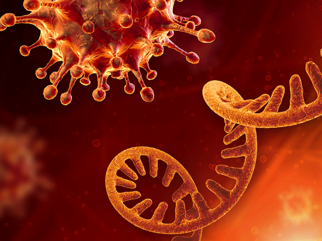 RNA and SARS-CoV-2 virus cell