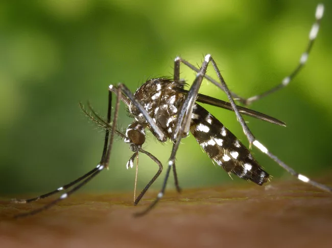 infection-zika-dengue-west-nile-mosquito.png