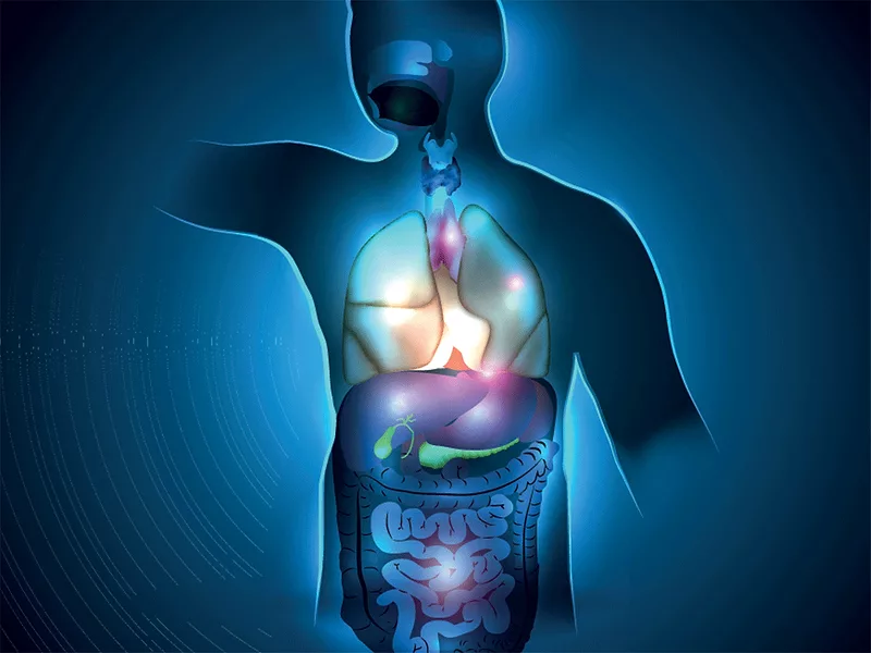 Human anatomy Human anatomy