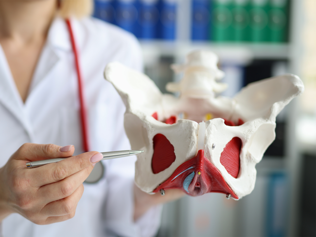 Female doctor with 3D medical model of pelvis