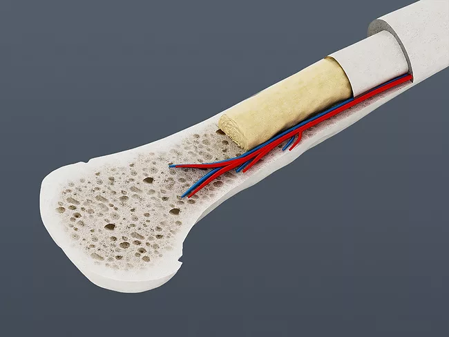 3D illustration showing cross section of a human bone