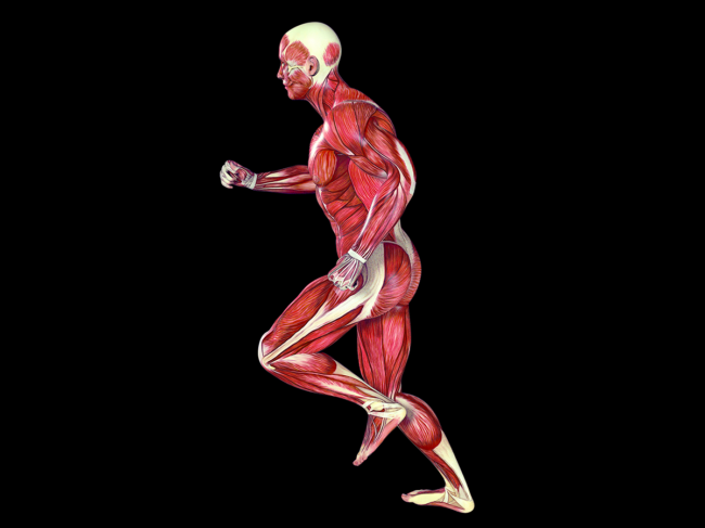Muscle anatomy illustration of man running