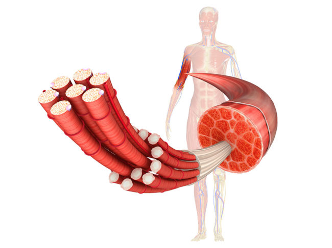 Illustration of muscle anatomy
