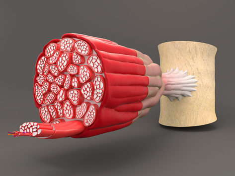 3D cross-section illustration of muscle anatomy