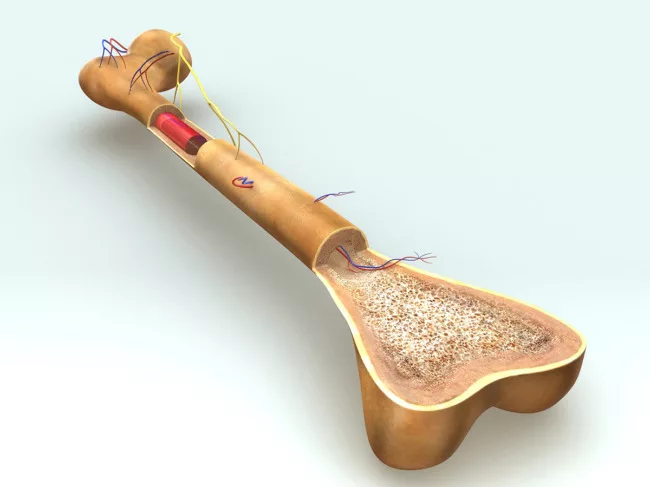 Medical illustration showing different layers of a human bone